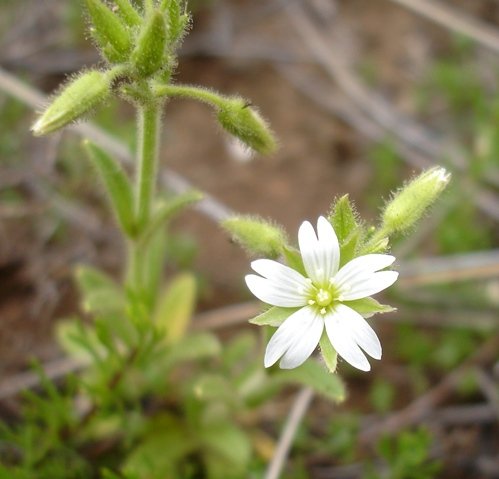 Cerastium arabidis flower